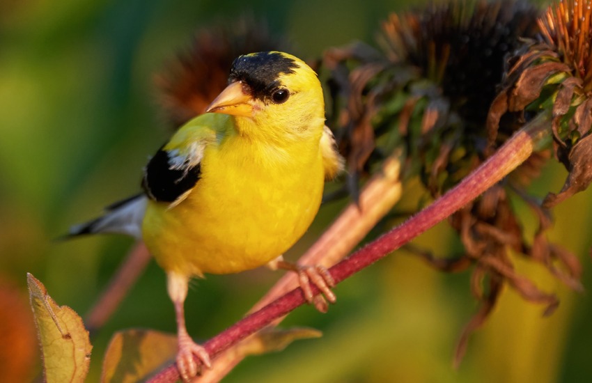 ပြီးပြည့်စုံသော အလှ