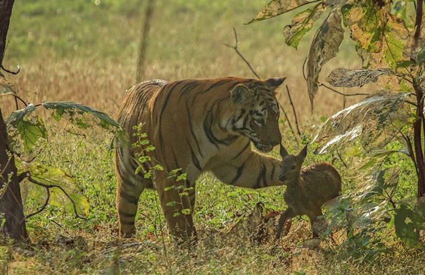 Tiger and Deer